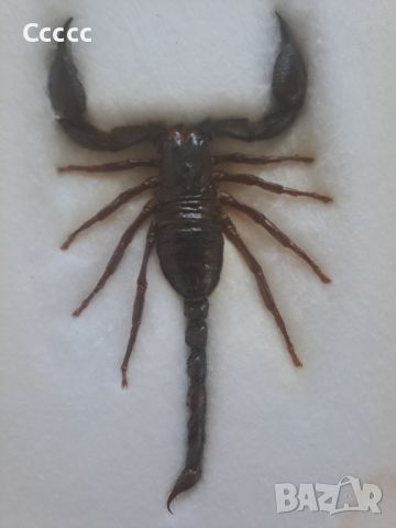 Препариран черен скорпион в рамка , снимка 2 - Други ценни предмети - 46416608