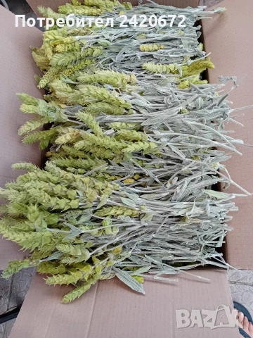 био мурсалски чай на едро и дребно, снимка 7 - Други - 53324891