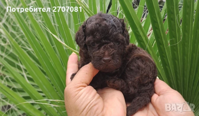 Шоколадови Пудели, снимка 5 - Пудели - 51360640