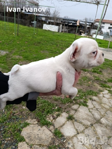 френски булдочета, снимка 10 - Френски булдог - 52489123