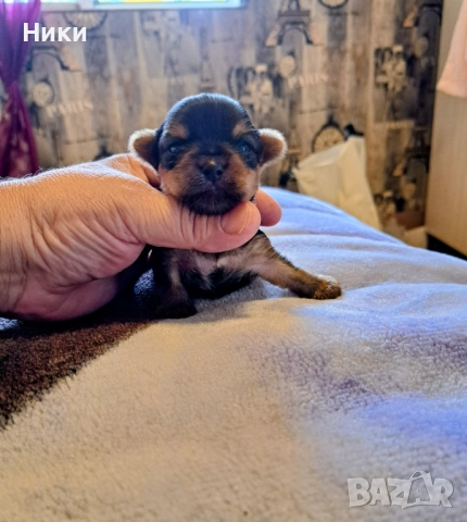 Малки мини коледарчета , снимка 4 - Йоркширски териер - 52428266