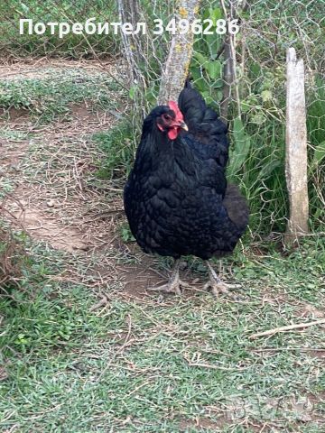 Яйца от Джърси гигант, снимка 2 - Кокошки и пуйки - 45414384