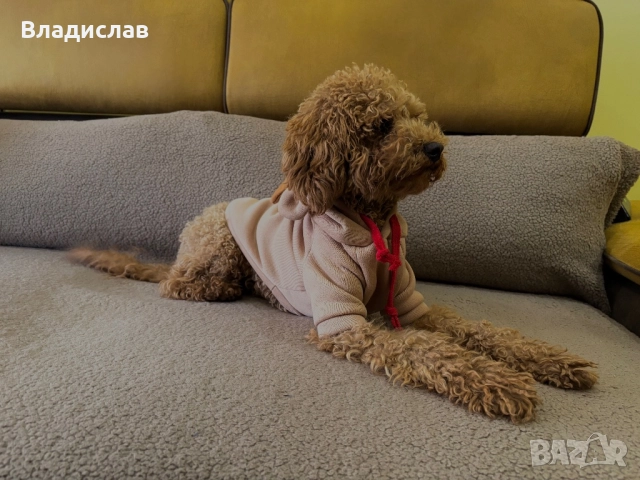 Той пудел на 1г и 4м , снимка 3 - Пудели - 52943954