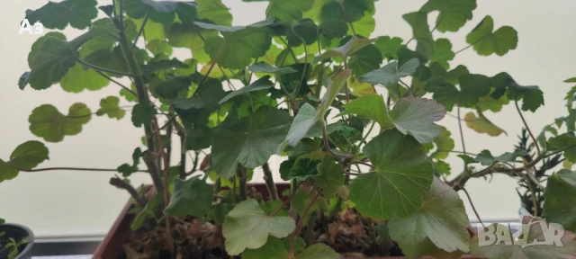 Продавам български цветя Мушкато, в сандъчета, снимка 2 - Стайни растения - 51084563