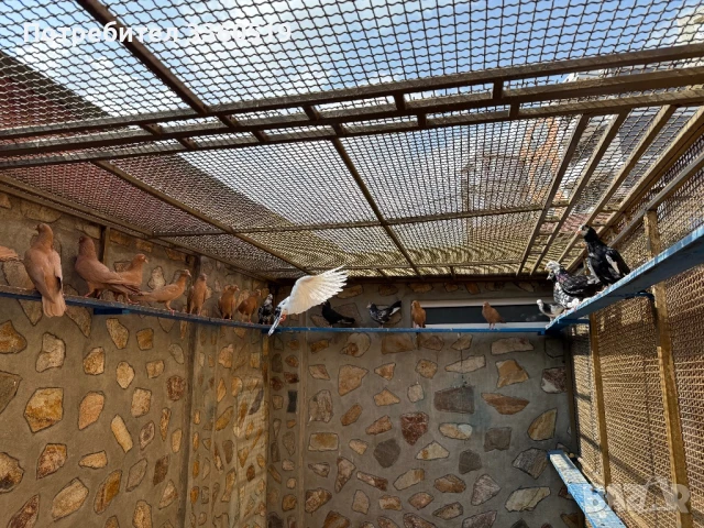 Гълаби неврени и лимонки, снимка 7 - Гълъби - 50813378