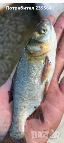 Зарибителен материал толостолоб