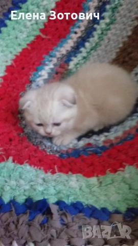 Шотландски котенца , снимка 3 - Други - 54288216