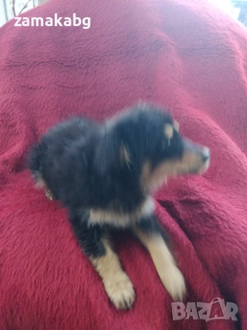 Малка безпомощна сладка душица, спасена от улицата и търси дом, снимка 3 - Други - 54095639