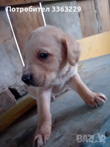 Продавам кокерчета , снимка 4 - Кокер шпаньол - 54271256