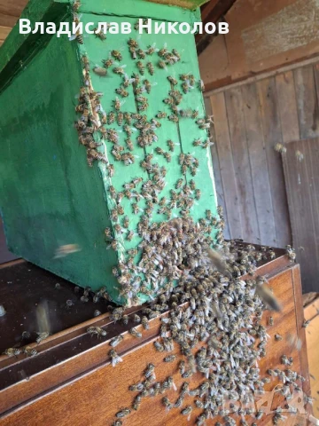 ЕвоРой - примамка за пчелни рояци, снимка 12 - За пчели - 45206919