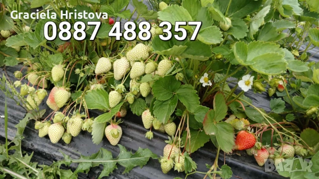 Продавам разсад ягоди 