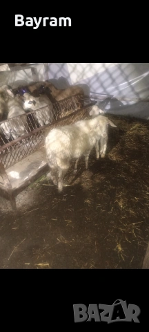 продавам шилета , снимка 2 - Овце - 54019862