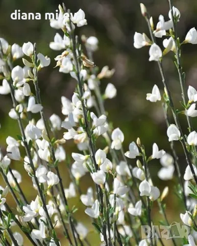 Бял Цитизус (Cytisus White Lion), Зановец, студоустойчив, снимка 4 - Градински цветя и растения - 48032196