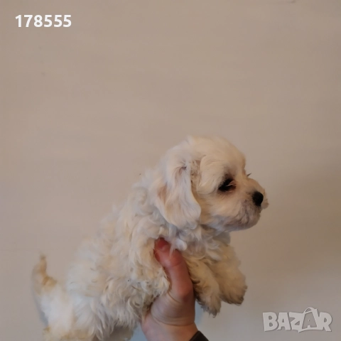 Мини малтийски болонки!!!, снимка 4 - Болонка - 52788613