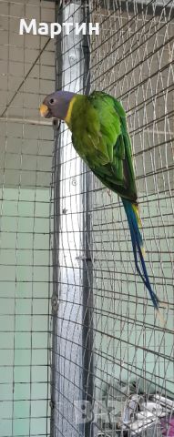  женски сливоглав папагал, снимка 2 - Папагали - 46425393