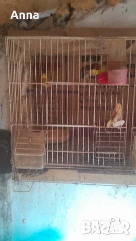 продавам канари таэи годишни