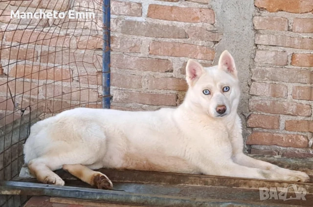 Бяло сибирско хъски албинос , снимка 3 - Хъски - 51012289