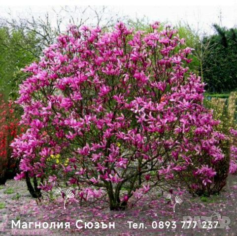 Магнолия (Magnolia) - предлагаме 8 вида., снимка 8 - Разсади - 46565968