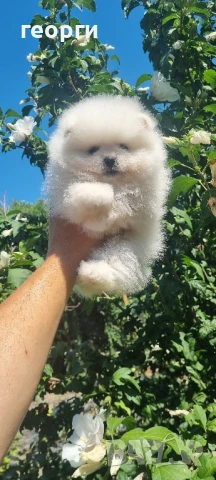 померанче, снимка 8 - Померан - 51188810
