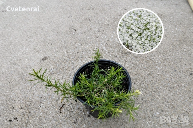 Пълзящ Флокс - вечнозелен и студоустойчив почвопокривен, снимка 3 - Градински цветя и растения - 53686588