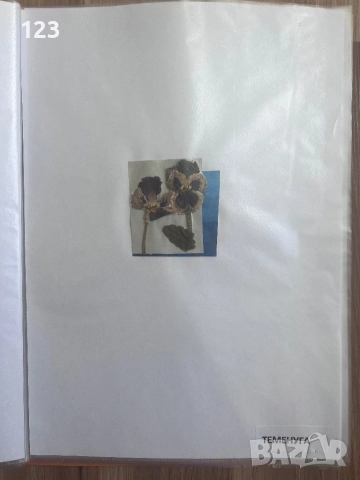 Хербарии, снимка 16 - Други услуги - 51619721