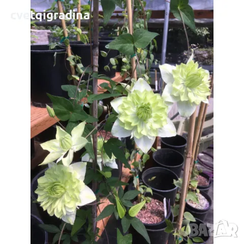 Clematis ‘Alba Plena’-Клематис Алба Плена, снимка 1 - Градински цветя и растения - 49451570