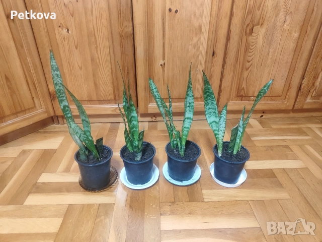 Сансевиера(меч), снимка 2 - Стайни растения - 53212702
