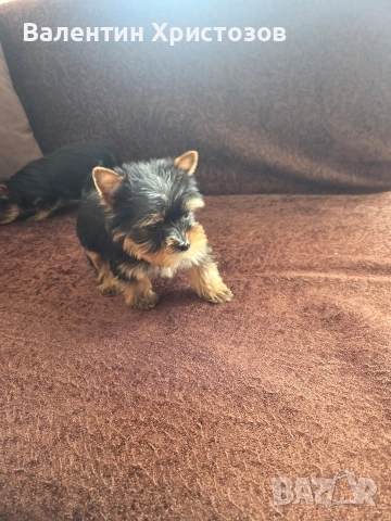 йоркширски териер йорки мини, снимка 5 - Йоркширски териер - 53497507