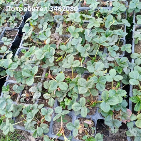 Разсад- Ягоди, снимка 4 - Разсади - 53850348