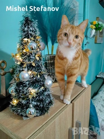 подарявам мъжко коте Бургас, снимка 5 - Други - 53676537