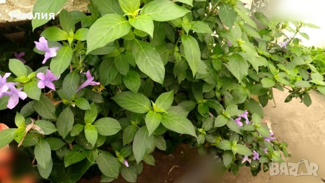 Филипинска виолетка - Barleria cristata , снимка 2 - Стайни растения - 46242617