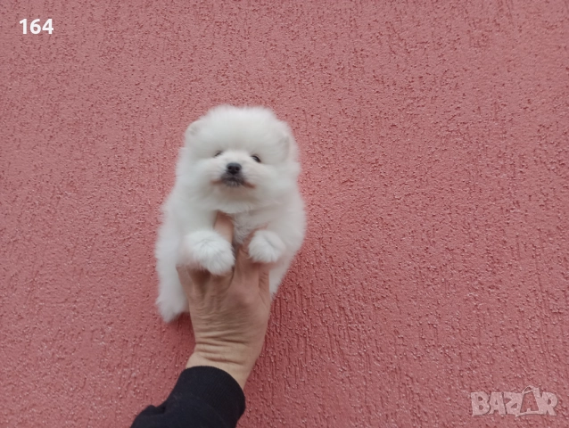 Мъжки и женски бели Померани. Реални снимки от 05.01.26 г. , снимка 13 - Померан - 52926923