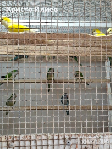 Парот център -Бургас .Купувам монашески папагали , снимка 4 - Папагали - 53654367