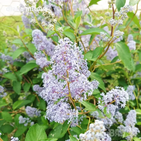 Калифорнийски люляк Хенри Дефозе,  Ceanothus 'Henry Defosee', снимка 11 - Градински цветя и растения - 46888623