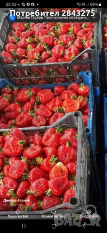 Продавам разсад ягоди 