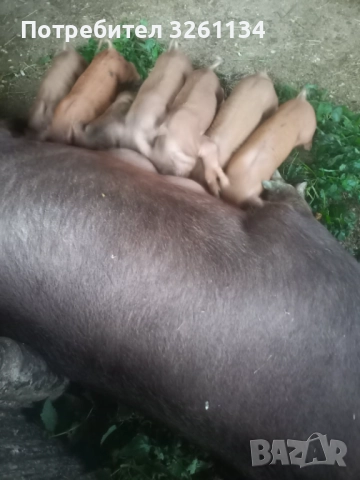 Прасета , снимка 2 - Прасета - 52536135