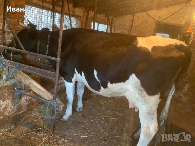 Бремена крава в 7 месец за трето теле 