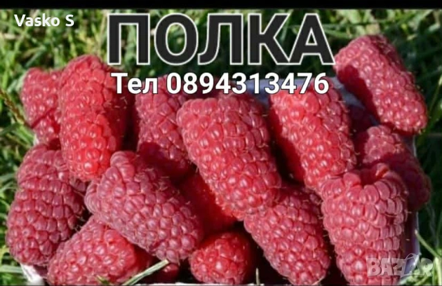Разсад ягоди и малини цена 0.30€  Тел за поръчка 0887169442  „Алба е първият лъч на лятото – ягода с, снимка 7 - Градински цветя и растения - 53472386