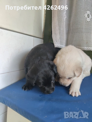 чистокръвни лабрадор ретривър, снимка 6 - Лабрадор ретривър - 53745338