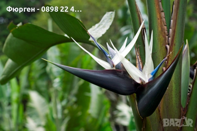 Стрелиция Налични 2 вида, снимка 5 - Разсади - 47241883