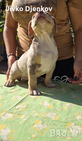 Американско були / American bully XL , снимка 2 - Други - 52453803