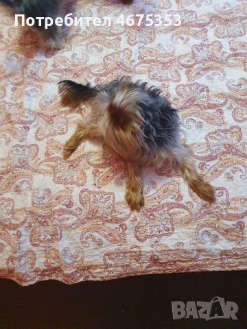  Мини Йорки йоркширски териер 4 кученца, снимка 9 - Йоркширски териер - 52770169