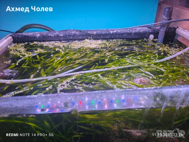 Спираловидна Валиснерия, снимка 4 - Други - 52030209