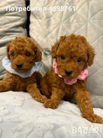 Той пудел//Пудел той, снимка 8 - Пудели - 53564195