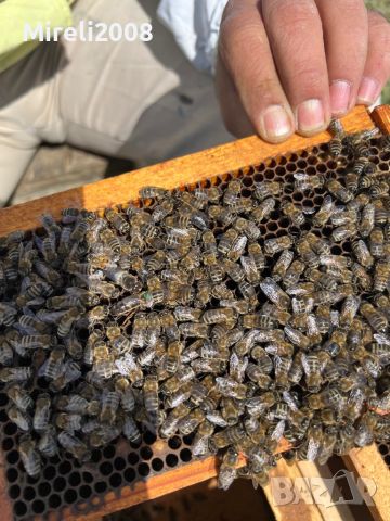 Пчелни майки и отводки, снимка 4 - За пчели - 40875299