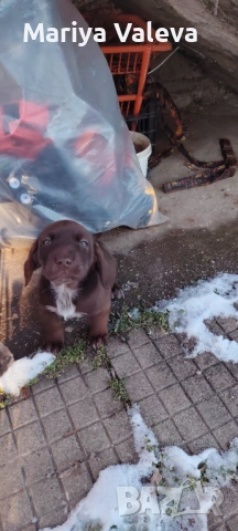 Кученца Курцхар , снимка 13 - Курцхаар - 52863953