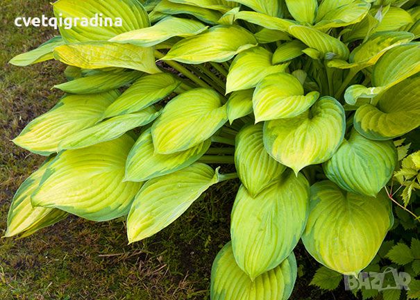 Hosta Gold Standard(Хоста Златен стандарт), снимка 2 - Градински цветя и растения - 46308752