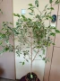 Цвете фикус бенджамин, снимка 4