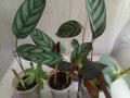 🪴🪴🪴🪴Калатея🪴🪴🪴🪴, снимка 2