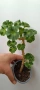 Pelargonium Sutavres Igor , снимка 3